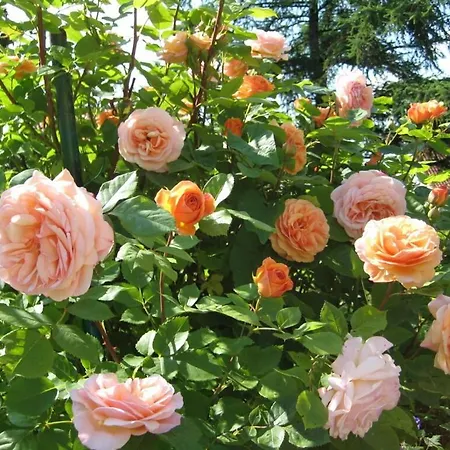 Hébergement de vacances A - In The Garden *